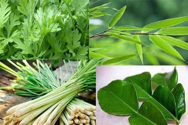 Các phương pháp y học cổ truyền giúp phòng chống cúm A